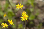 Roundleaf ragwort